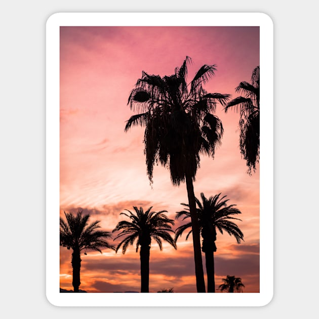 Pink Sunset Palms Sticker by NewburyBoutique